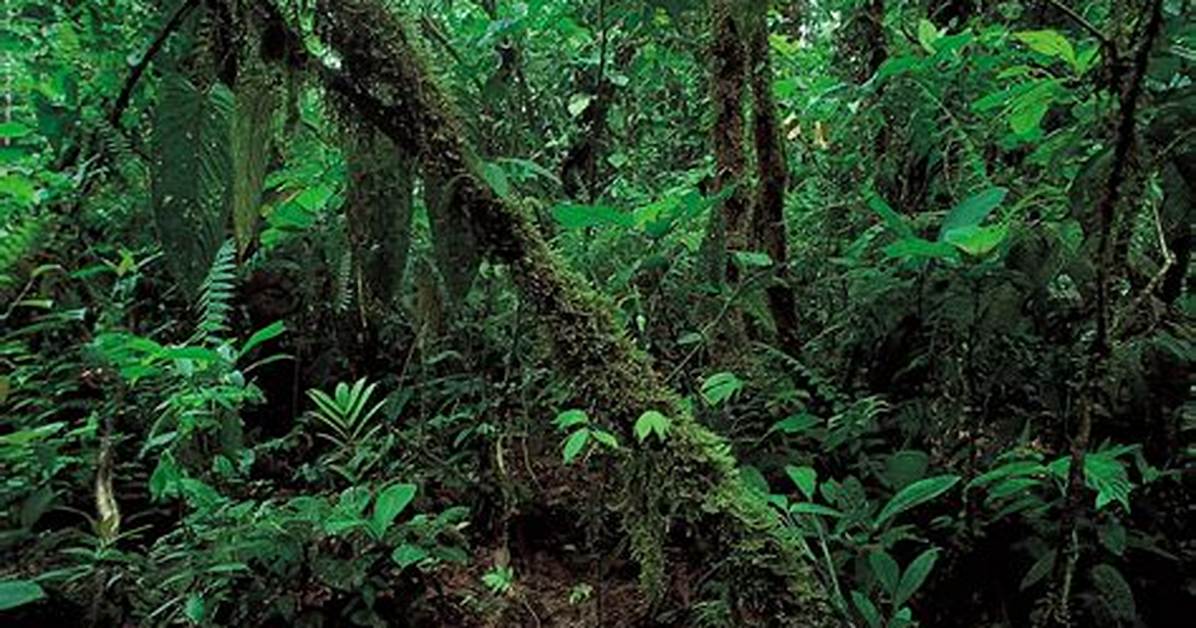 Rainforest Definition