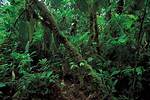 Rainforest Definition
