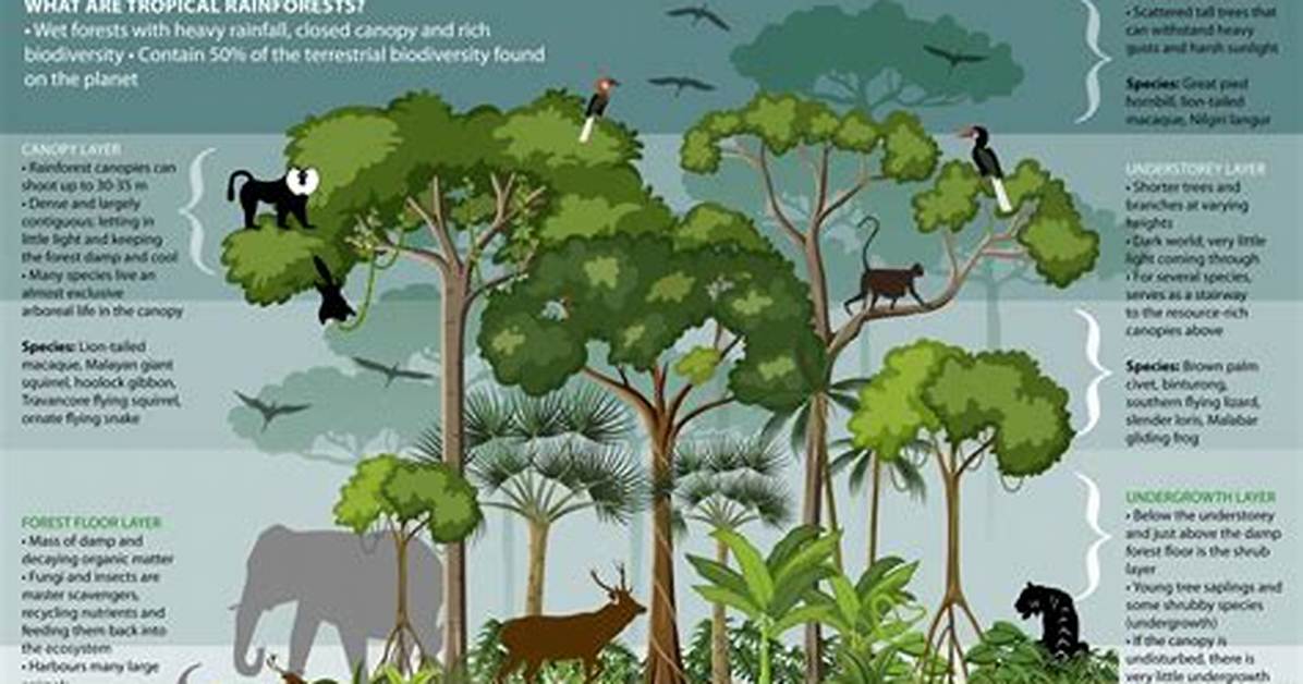 Rainforest Layers