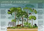 Rainforest Layers