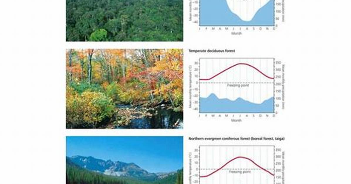 Rainforest Temperature