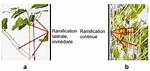 Ramification Definition Confusion