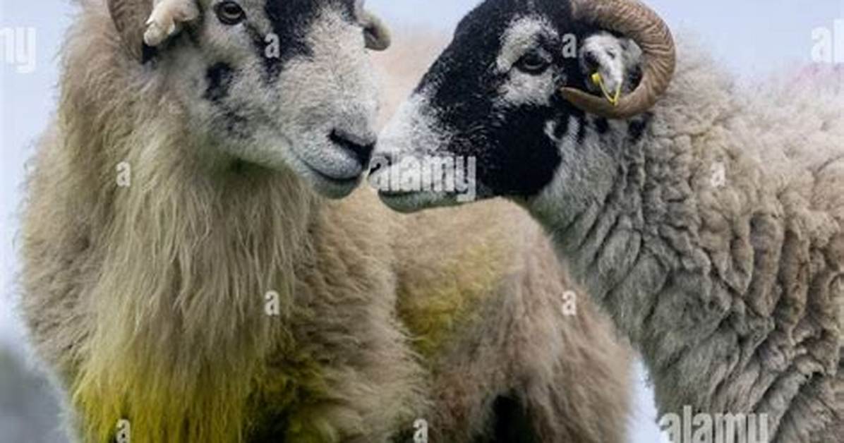 Rams Mate with Them