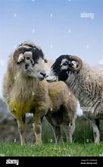 Rams Mate with Them