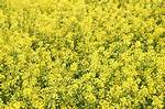 Rape Flower