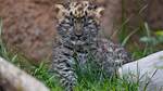 Rare Amur Leopard Cubs Make Public Debut at San Diego Zoo – Nbc 7 San Diego