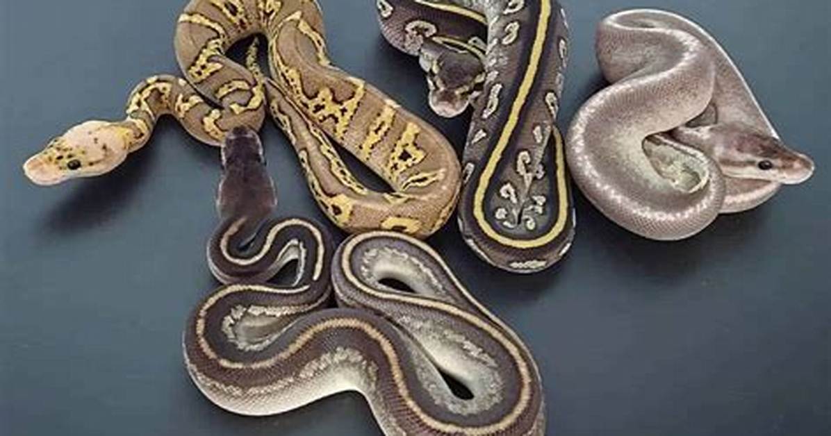 Rare Ball Python Morphs