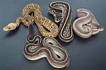 Rare Ball Python Morphs