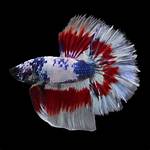 Rare Betta Fish