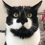 Rascal Wild Has a Nose You Must Boop