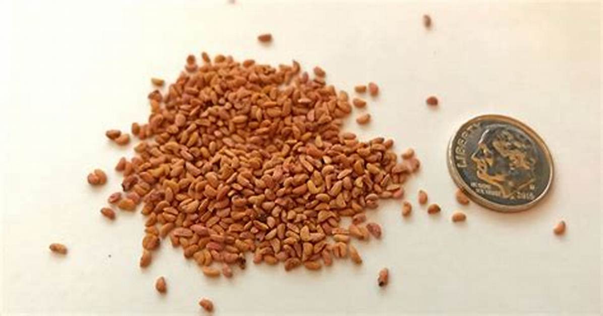 Raspberry Seeds