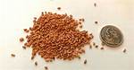 Raspberry Seeds