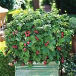 Raspberry Shortcake Plant