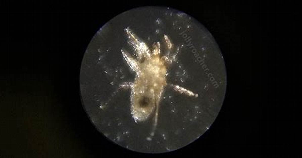 Rat Mites