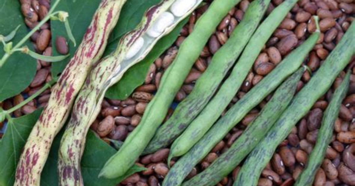 Rattlesnake Beans