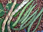Rattlesnake Beans