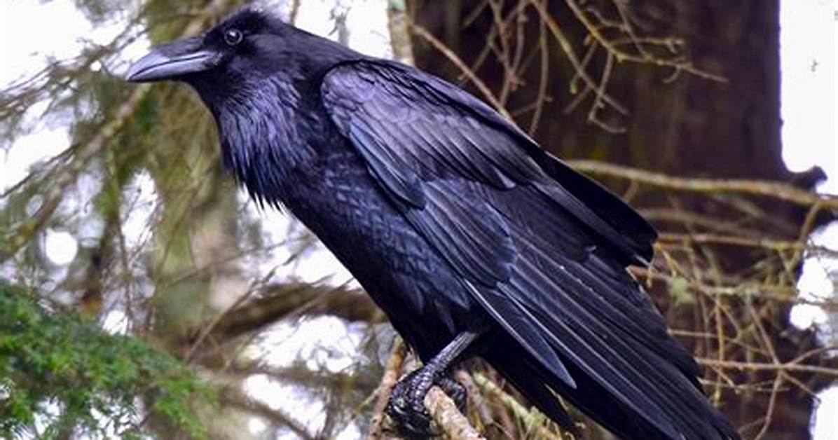 Raven