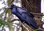 Raven