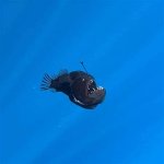 Real Angler Fish