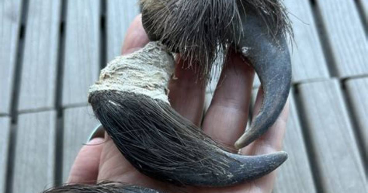 Real Bear Claws