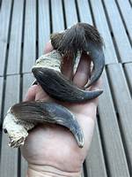 Real Bear Claws