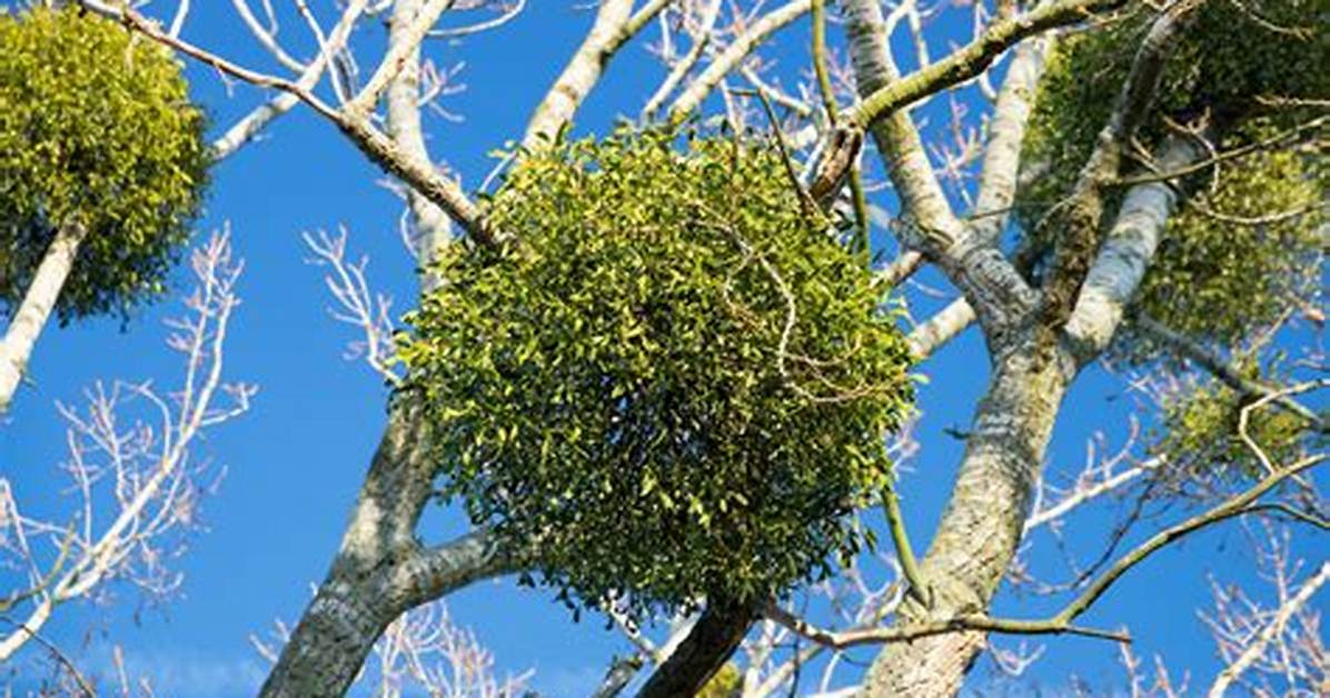 Real Mistletoe