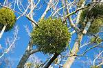 Real Mistletoe