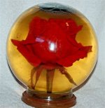 Real Rose Globe