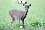 Really Doe