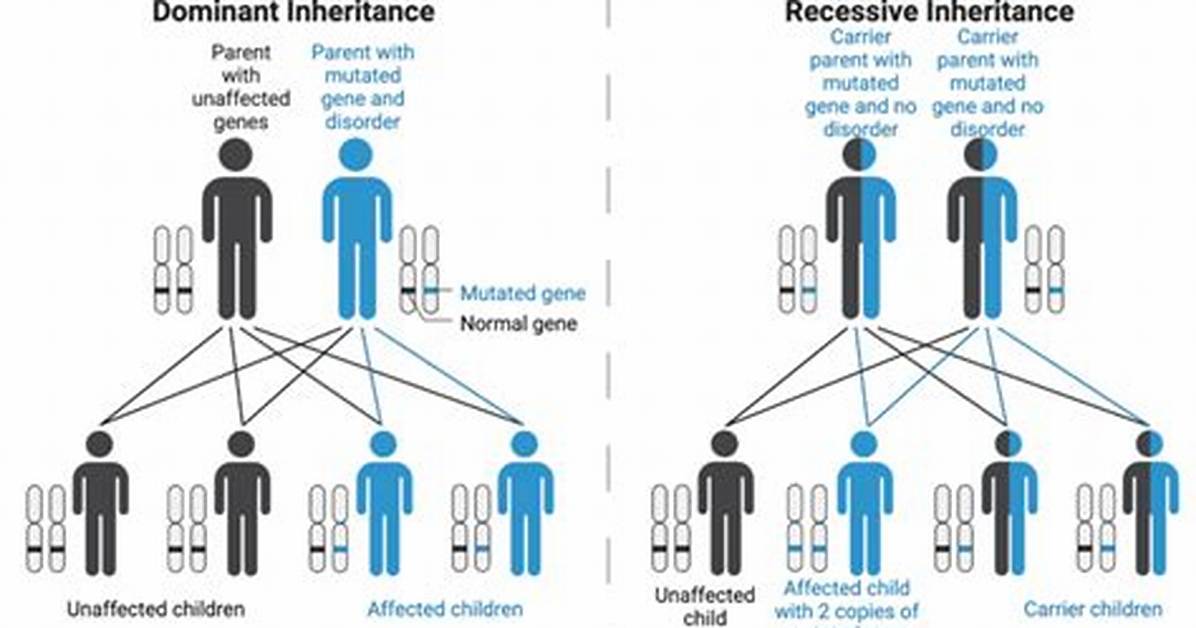 Recessive Gene Example
