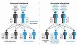 Recessive Gene Example
