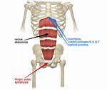 Rectus Abdominis Action