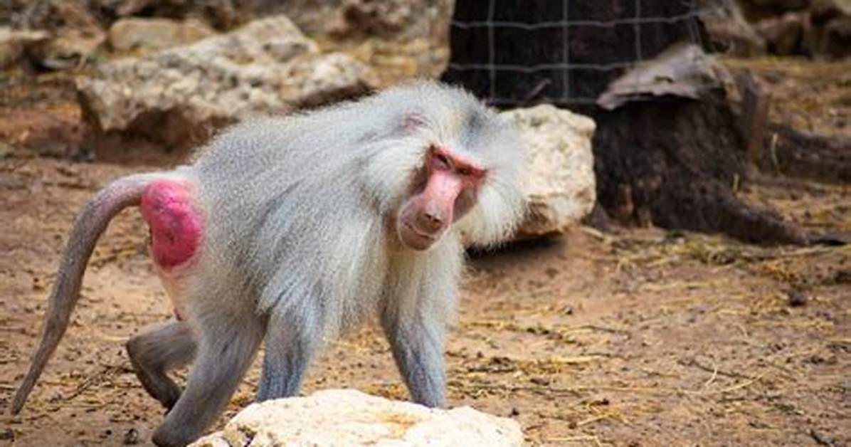 Red Butt Monkey