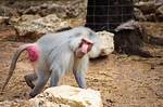 Red Butt Monkey