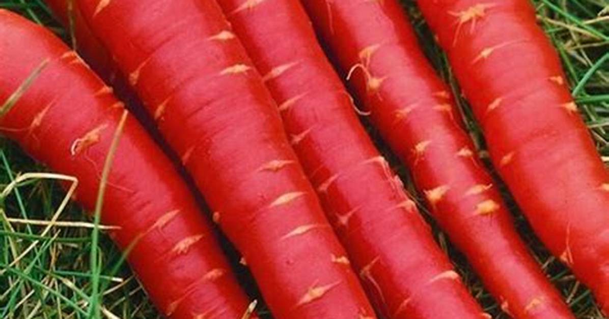 Red Carrots