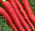 Red Carrots