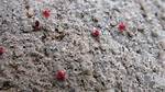Red Concrete Bugs