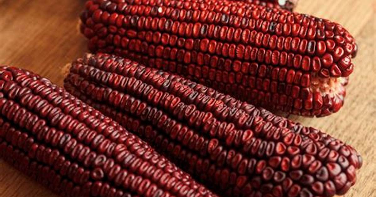 Red Corn