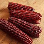Red Corn