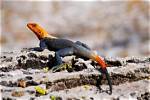 Red Headed Agama