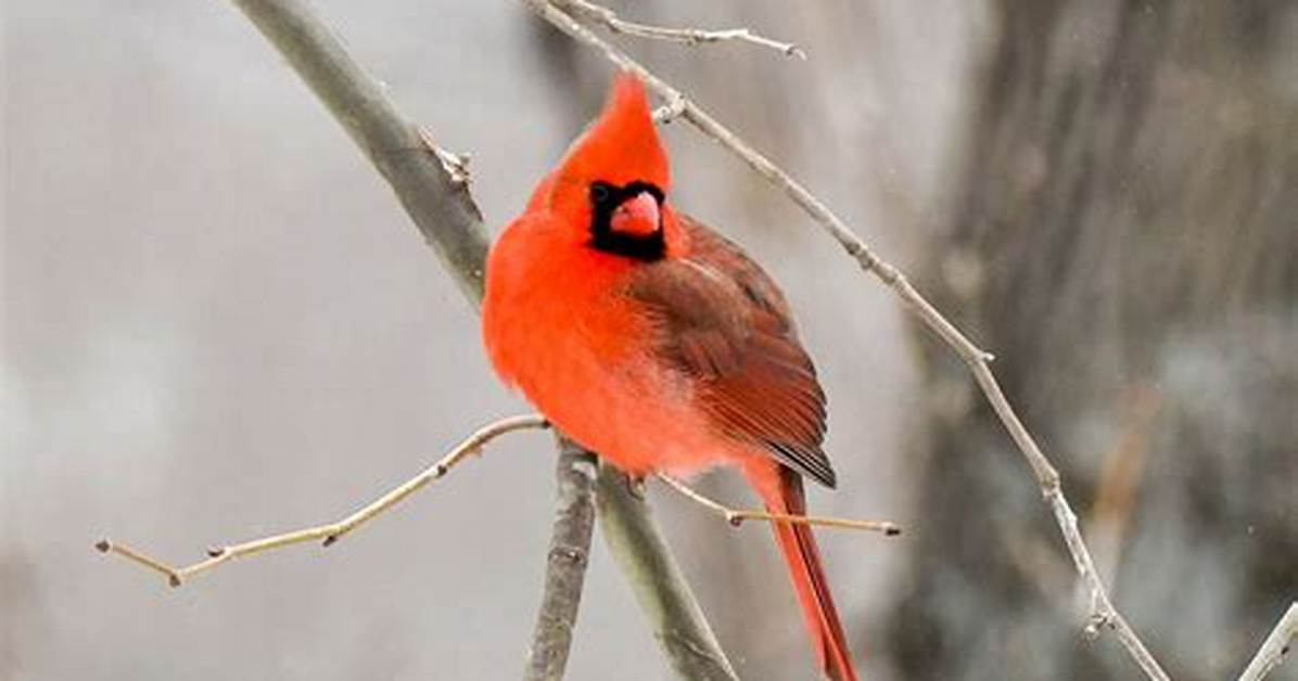 Red Jay