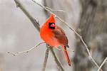 Red Jay