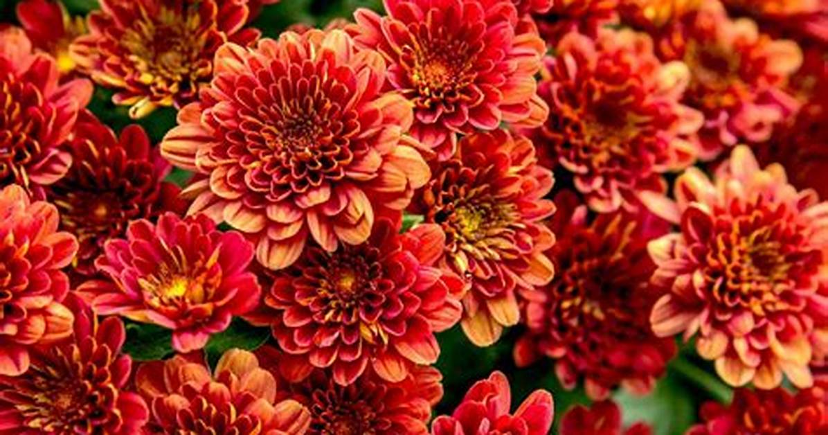 Red Mums