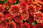 Red Mums