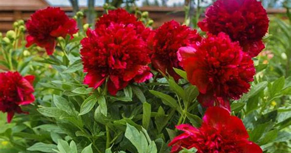 Red Peonies