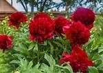 Red Peonies