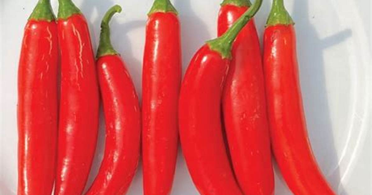 Red Serrano Pepper
