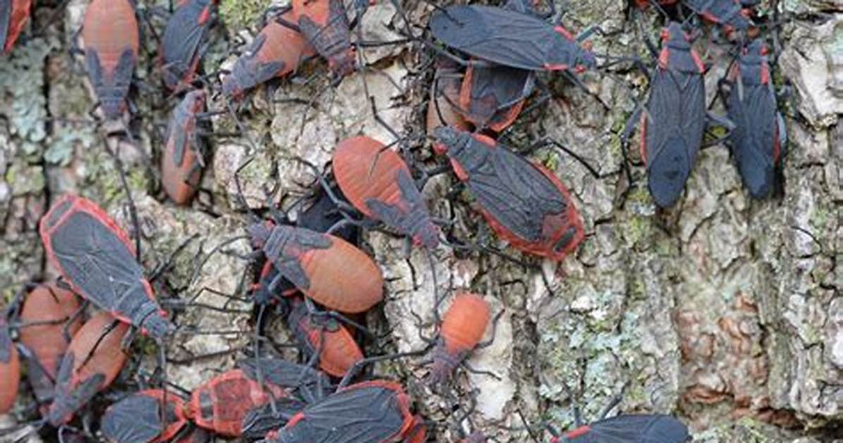 Red Shoulder Bugs