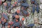 Red Shoulder Bugs