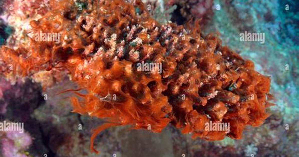 Red Slime Algae